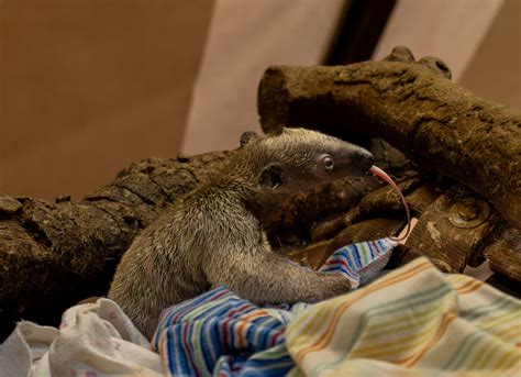 Los Angeles Zoo celebrates birth of first southern tamandua